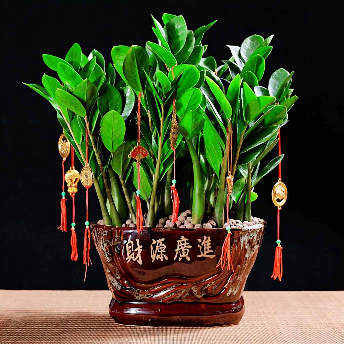 在家养金钱树要注意，这样做会中毒，养护要小心
