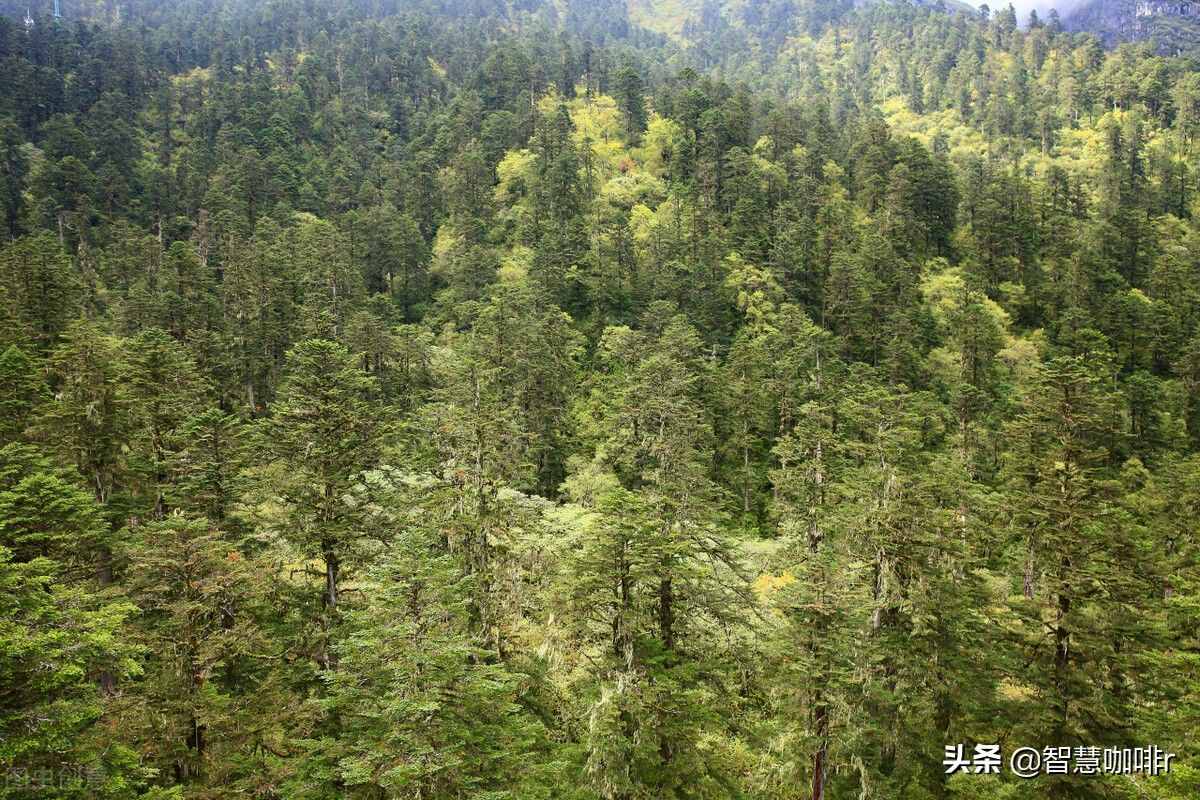曾经被誉为中国的百慕大，神秘的黑竹沟，如今成为迷人的旅游景区