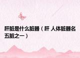 肝脏是什么脏器（肝 人体脏器名五脏之一）