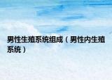 男性生殖系统组成（男性内生殖系统）