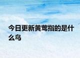 今日更新黄莺指的是什么鸟