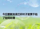 今日更新龙须兰杆叶子发黄干枯了如何处理