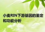 小麦RIN下游基因的鉴定和功能分析
