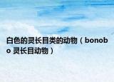 白色的灵长目类的动物（bonobo 灵长目动物）