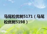 马尾松优树5171（马尾松优树5198）