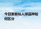 今日更新仙人球品种如何区分