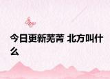 今日更新芜菁 北方叫什么