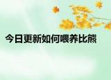 今日更新如何喂养比熊