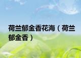 荷兰郁金香花海（荷兰郁金香）