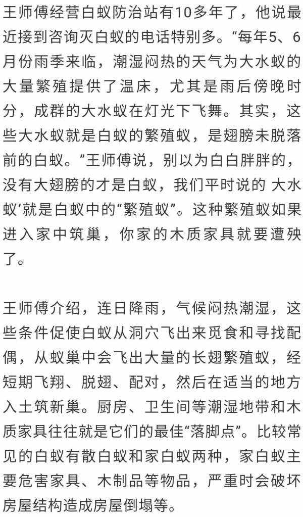 妙招｜白蚁“大军”入侵家里？这个消灭办法很有效！