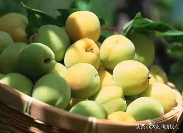 中国青梅之乡：广东普宁