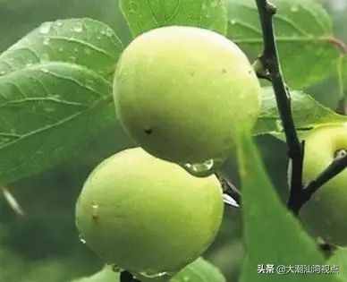 中国青梅之乡：广东普宁