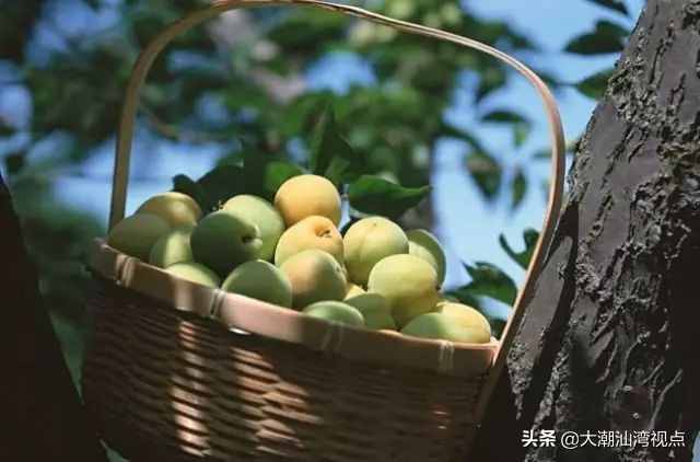 中国青梅之乡：广东普宁