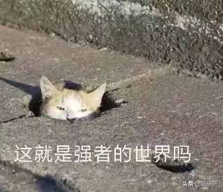 闻了你的脚丫子，猫咪为啥会张嘴？原因竟是...