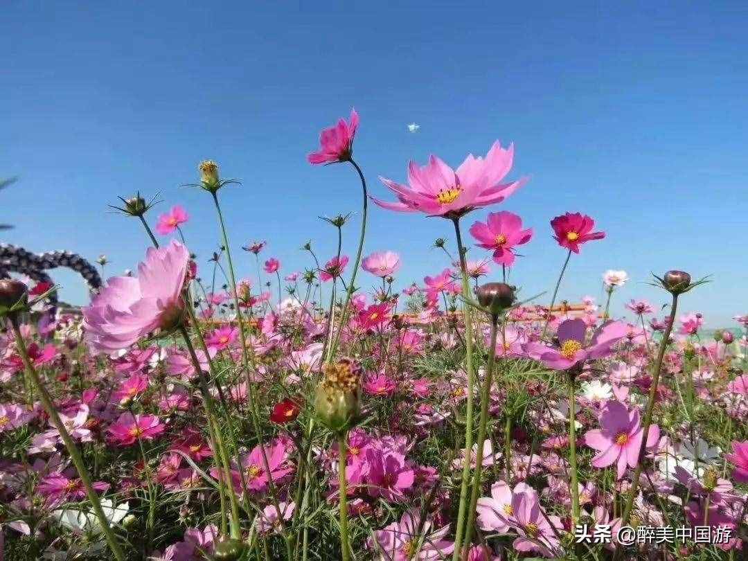 探访梦幻百花洲，大型花卉主题休闲胜地，环境优美