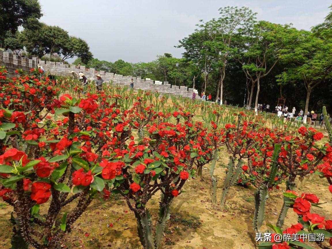 探访梦幻百花洲，大型花卉主题休闲胜地，环境优美