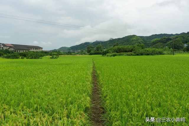 六月飞雪？天气异常，农民：今年夏天热不热？