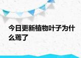 今日更新植物叶子为什么蔫了