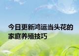 今日更新鸿运当头花的家庭养殖技巧