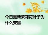 今日更新茉莉花叶子为什么变黑