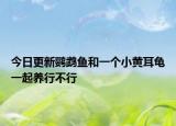 今日更新鹦鹉鱼和一个小黄耳龟一起养行不行