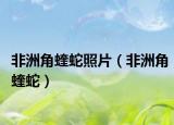 非洲角蝰蛇照片（非洲角蝰蛇）