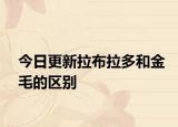 今日更新拉布拉多和金毛的区别