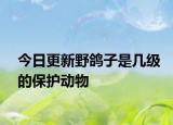 今日更新野鸽子是几级的保护动物