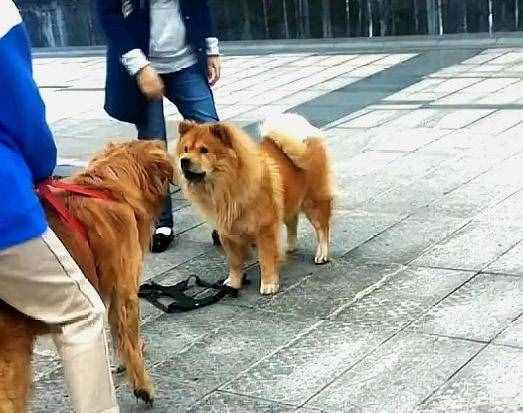 金毛温顺没错，可它的温顺只给人类，对同类却毫不留情