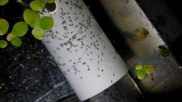 所有的孔雀鱼生小鱼时，大鱼一定会把小鱼苗吃掉吗？