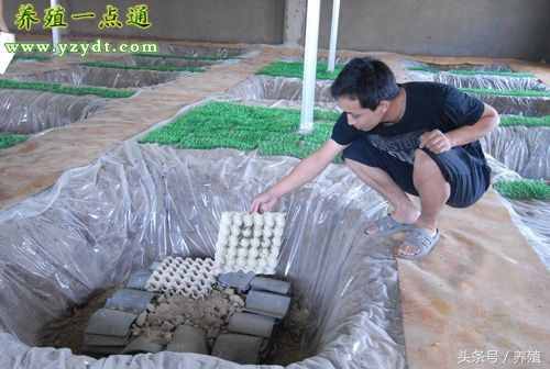 蝎子的生活习性和食物来源