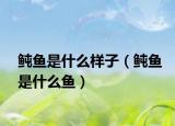 鲀鱼是什么样子（鲀鱼是什么鱼）