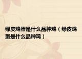 绿皮鸡蛋是什么品种鸡（绿皮鸡蛋是什么品种鸡）