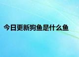 今日更新狗鱼是什么鱼