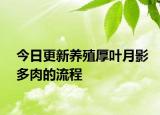 今日更新养殖厚叶月影多肉的流程