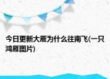 今日更新大雁为什么往南飞(一只鸿雁图片)