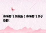 海底有什么鲨鱼（海底有什么小动物）