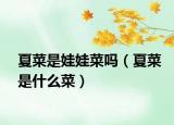 夏菜是娃娃菜吗（夏菜是什么菜）