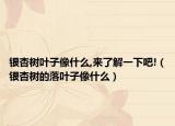 银杏树叶子像什么,来了解一下吧!（银杏树的落叶子像什么）