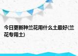 今日更新种兰花用什么土最好(兰花专用土)