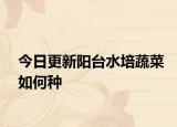 今日更新阳台水培蔬菜如何种