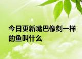 今日更新嘴巴像剑一样的鱼叫什么