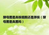酵母菌是真核细胞还是原核（酵母菌是真菌吗）