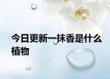 今日更新一抹香是什么植物