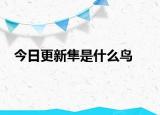 今日更新隼是什么鸟