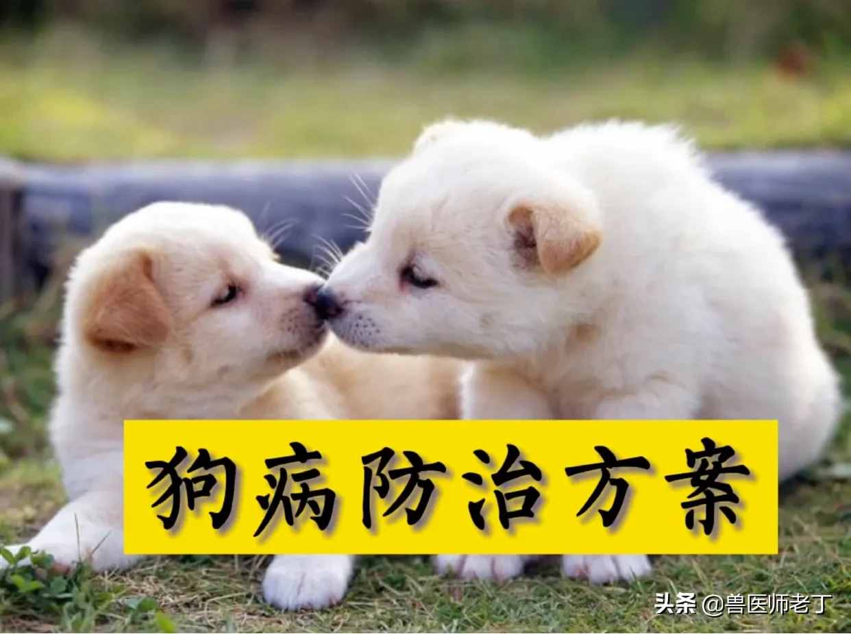 犬病处方：犬瘟热治疗方案汇总