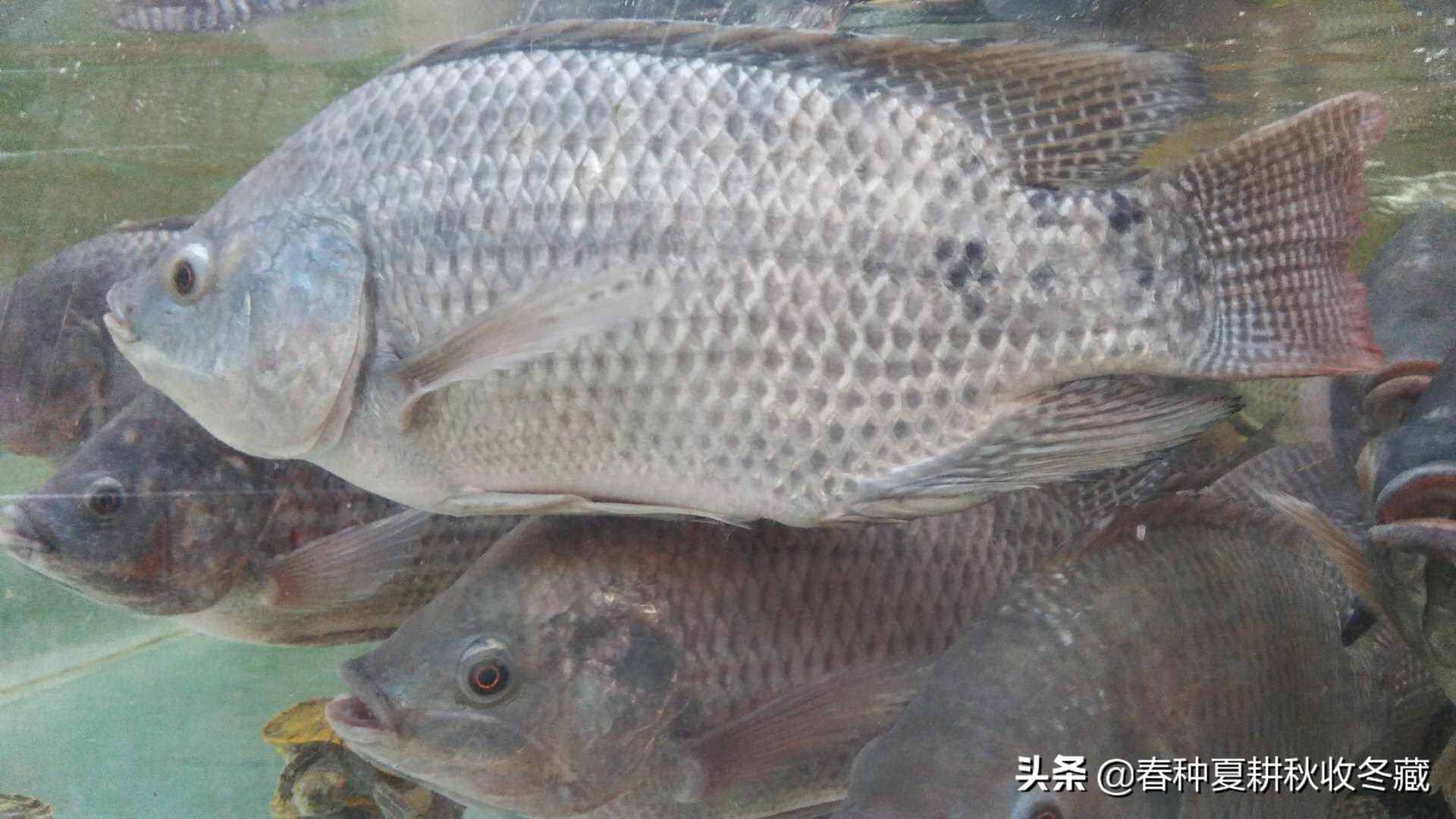 清塘生石灰，消毒漂白粉：水产养殖生石灰、漂白粉应该怎么用