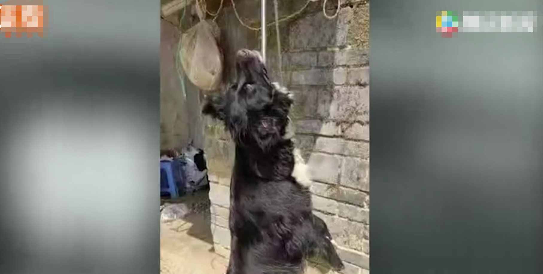 重庆8岁男童遭3只恶犬咬伤身亡！狗主人养犬喂生肉不栓绳，目前恶犬均被捕杀