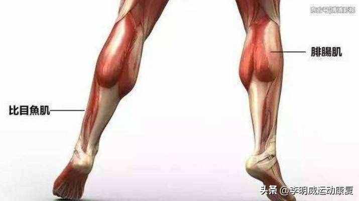 如何瘦小腿？原因和练习方案