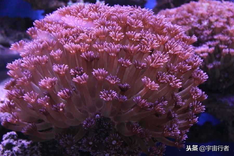 珊瑚到底是动物还是植物？看完才知道错得多离谱